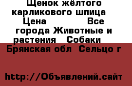 Щенок жёлтого карликового шпица  › Цена ­ 50 000 - Все города Животные и растения » Собаки   . Брянская обл.,Сельцо г.